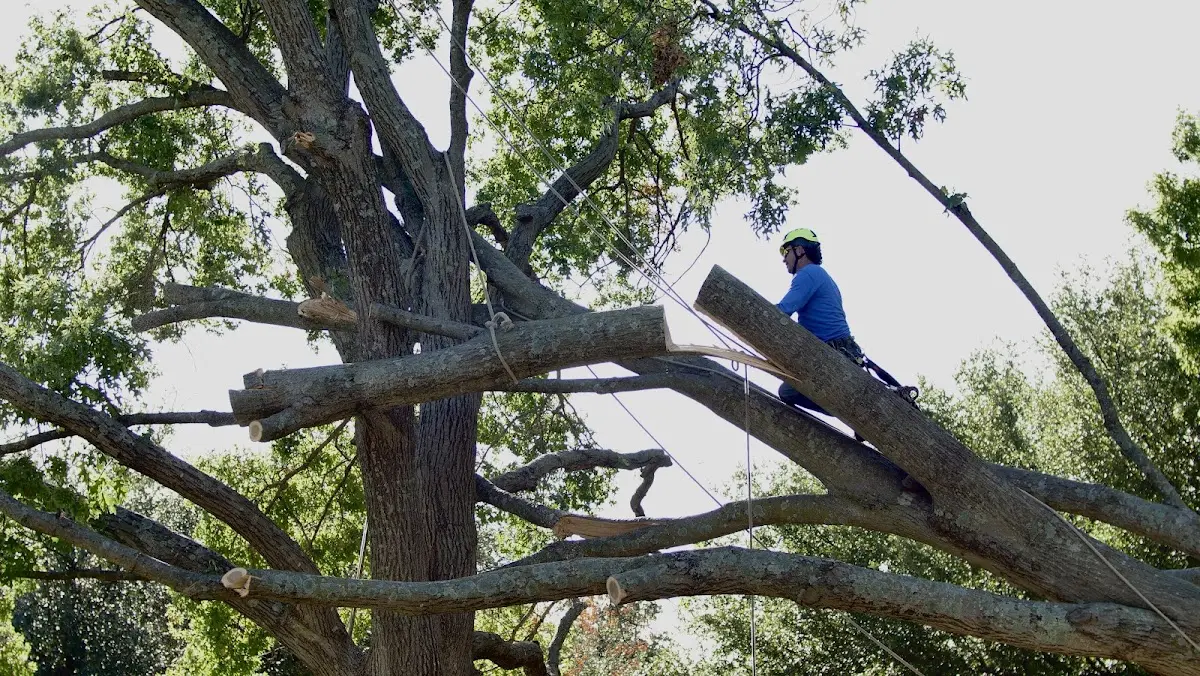 Professional Crown Thinning performed by certified arborists in Attleboro Falls